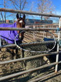 Bay horse with purple blanket eating from an EcoNets Hay Hoop hanging on metal fence 